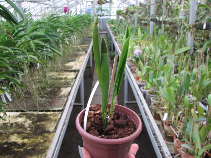 Brassocattleya Humming Angel.JPG