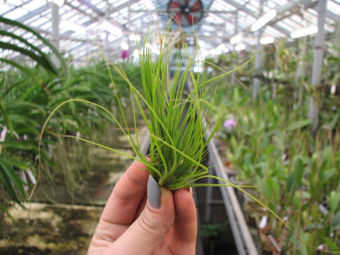 Tillandsia seideliana.JPG