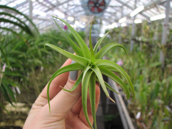 Tillandsia bergeri hybrid.JPG