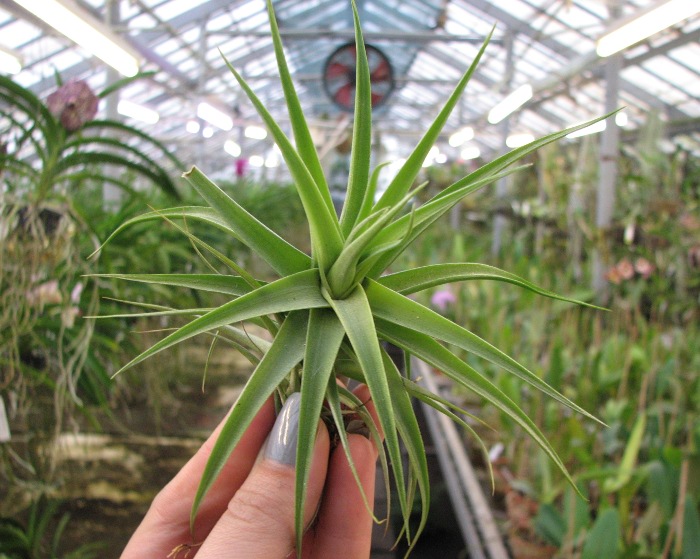 Tillandsia aeranthos (large).JPG