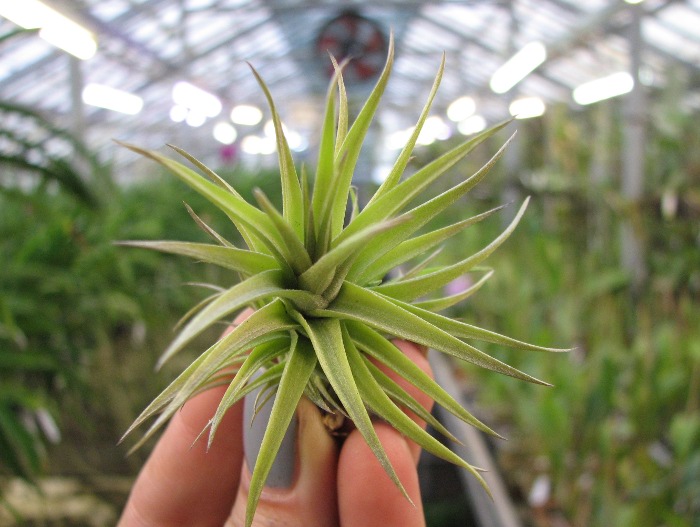Tillandsia aeranthos Bronze.JPG
