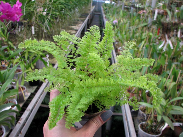 Nephrolepis exaltata 'Fluffy-Ruffles'.JPG