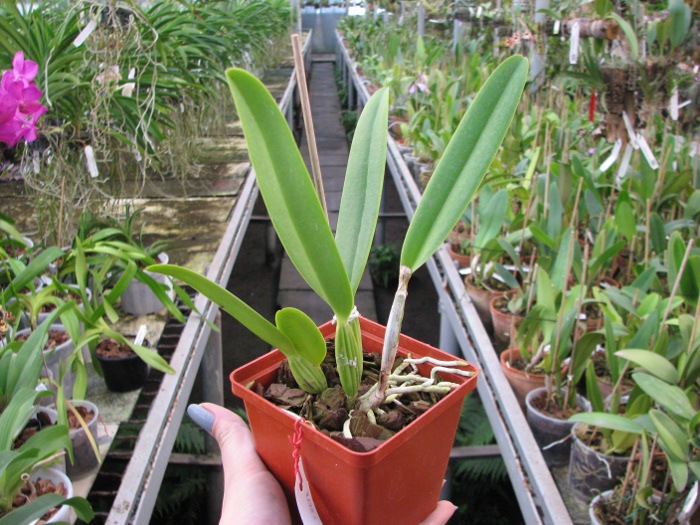 Cattleya percivaliana carnea x SELF.JPG