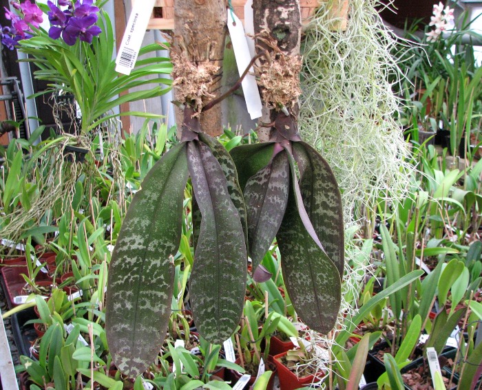 Phalaenopsis schilleriana.JPG
