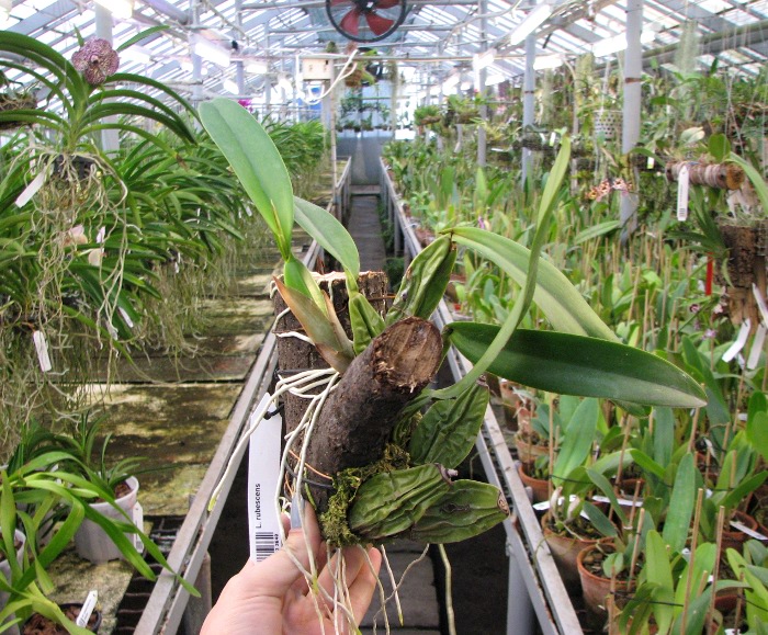Laelia rubescens.JPG
