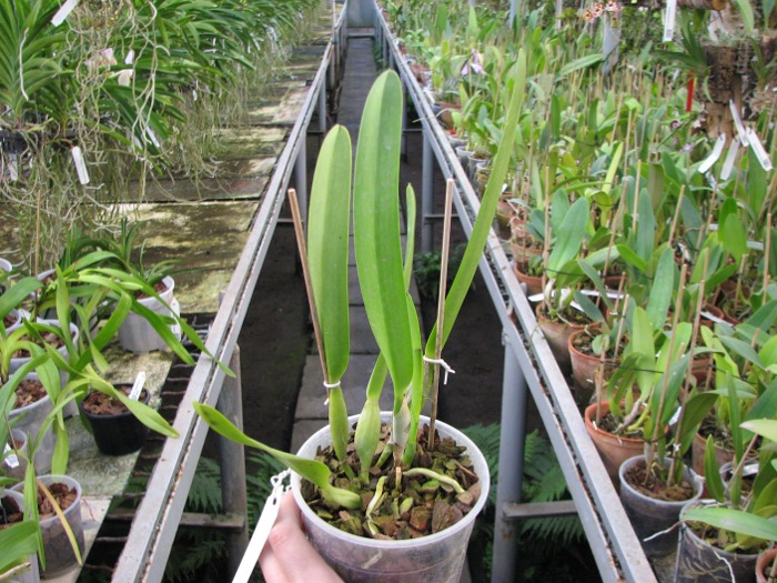 Laelia purpurata atropurpurea (rubra) 'Black' x SELF.JPG