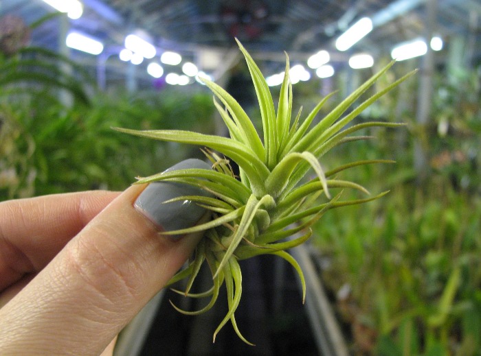 Tillandsia aeranthos Bronze.JPG