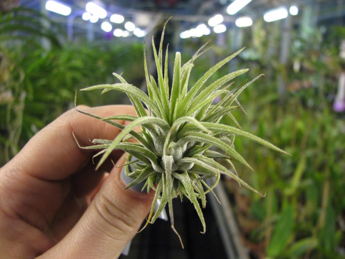 Tillandsia ionantha Rubra Small.JPG