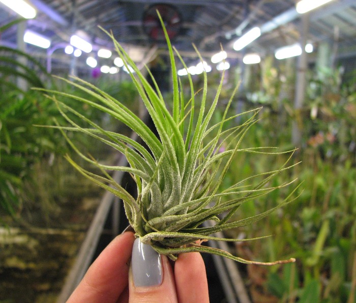 Tillandsia kolbii.JPG