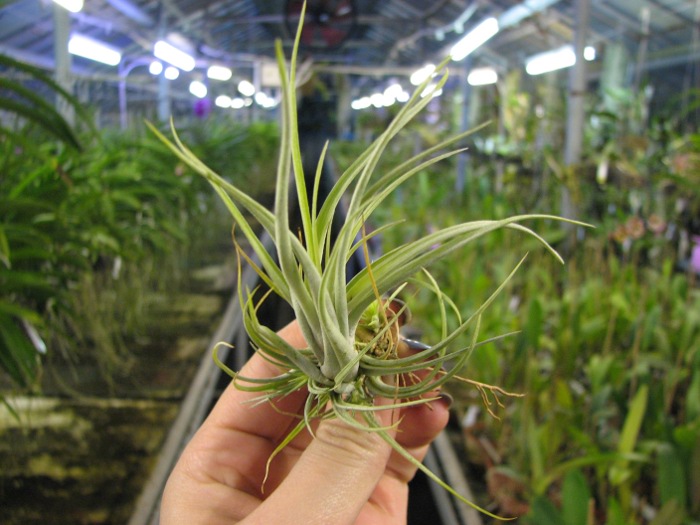 Tillandsia utriculata var. prengelii.JPG