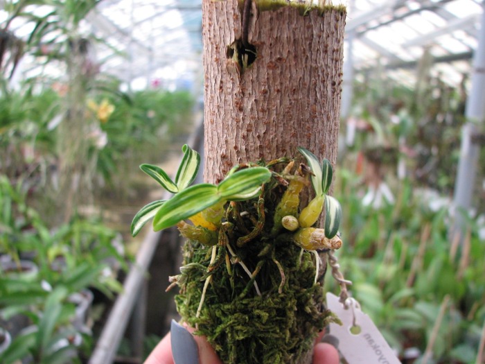 Dendrobium moniliforme Tennyokan.JPG