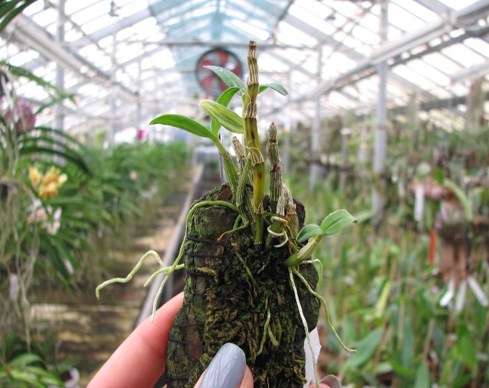Dendrobium moniliforme 'Kinagashi'.JPG