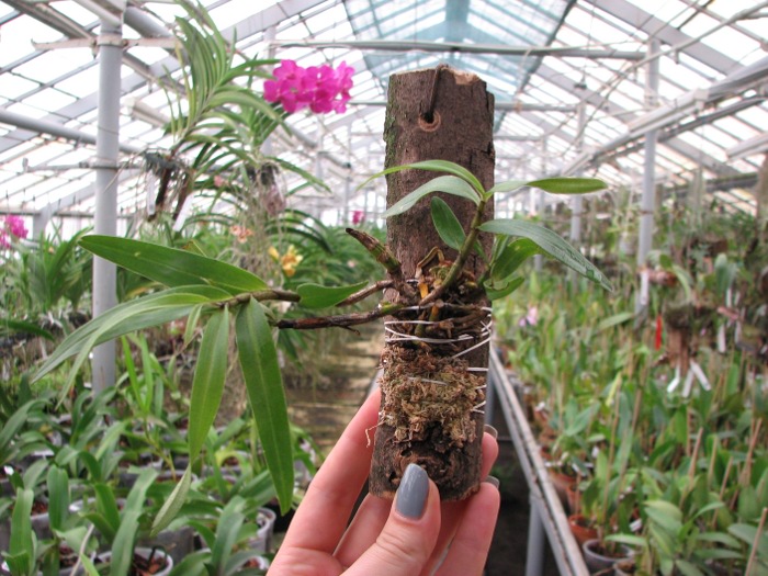 Dendrobium christyanum.JPG