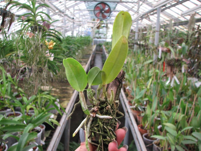 Cattleya dolosa var. alba.JPG