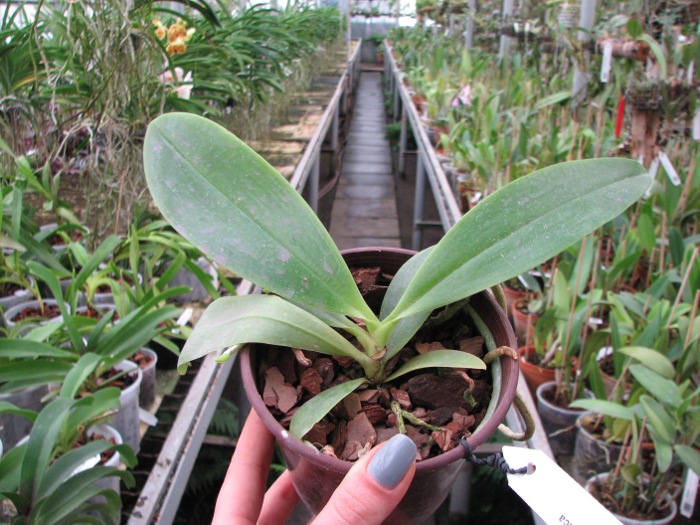 Phalaenopsis hieroglyphica.JPG