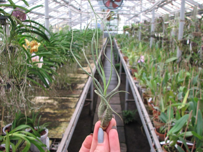 Tillandsia butzii.JPG