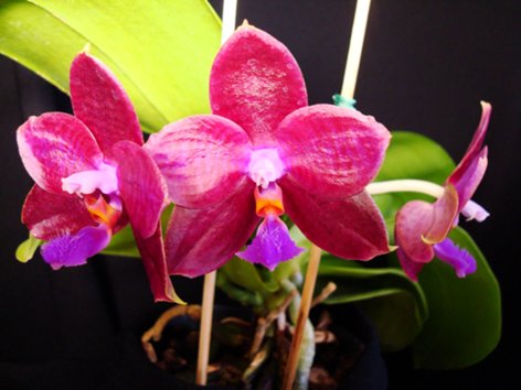 Phalaenopsis Palace Reef