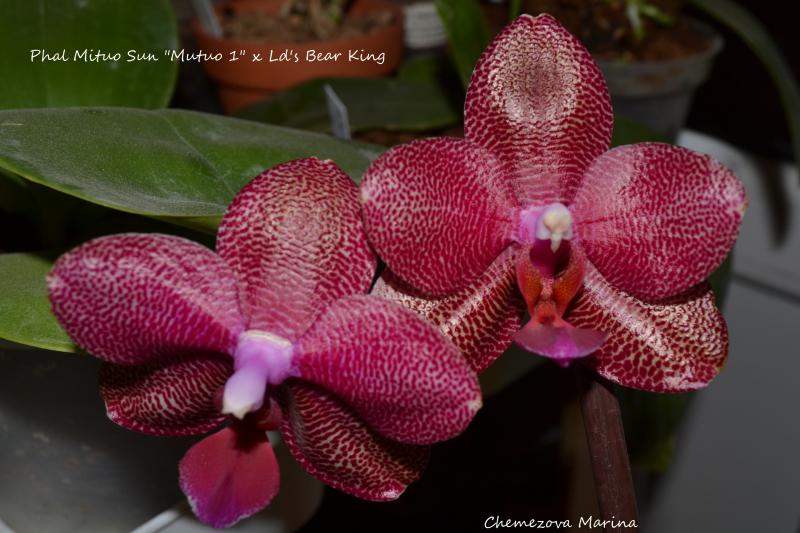 Phal. Mituo Sun 'Mituo1' x LD's Bear King