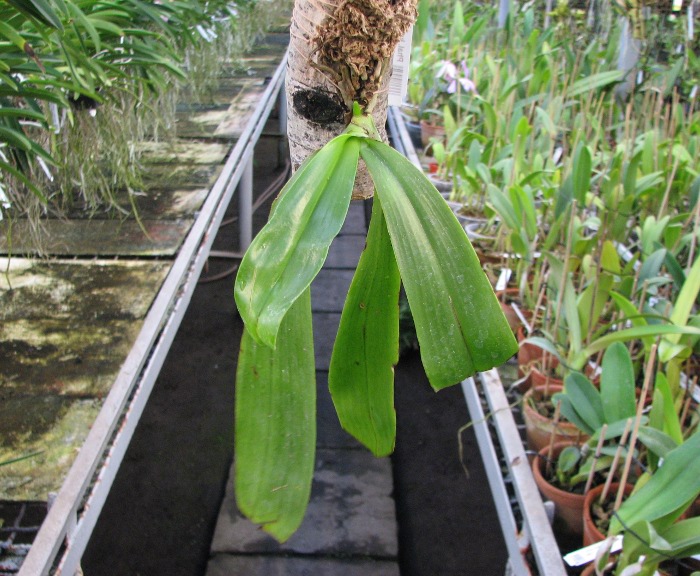 Phalaenopsis lueddemanniana.JPG
