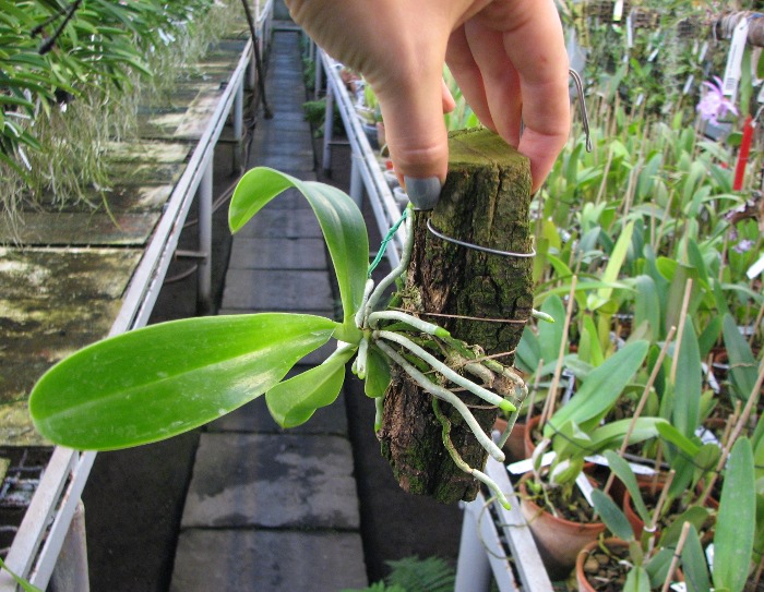 Phalaenopsis lueddemanniana var. deltonii.JPG