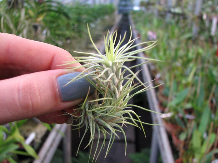 Tillandsia funkiana.JPG