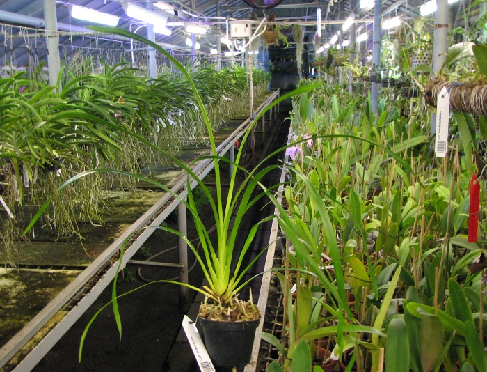 Cymbidium erythrostylum.JPG