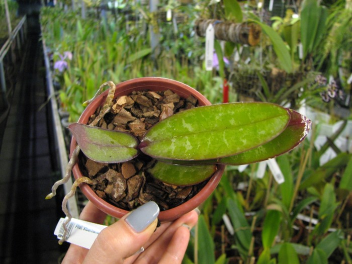 Phalaenopsis stuartiana yellow x sib.JPG