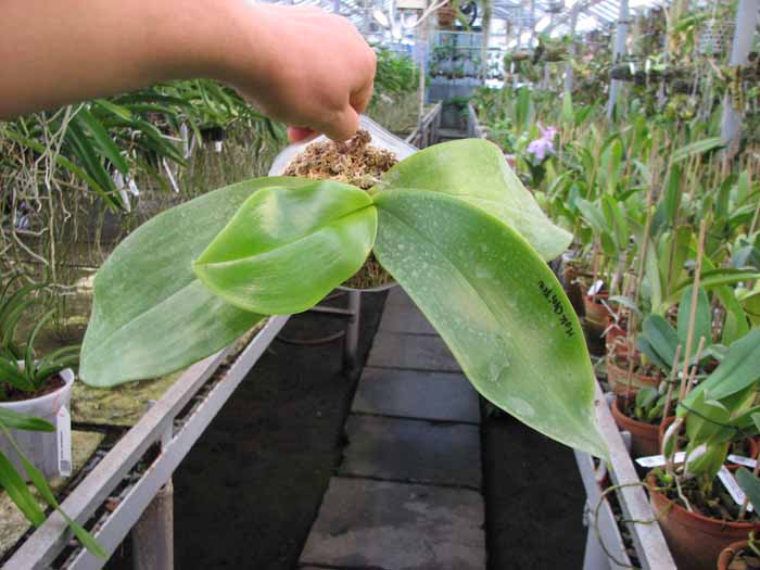 Phalaenopsis Mok Choi Yew (gigantea x violacea).jpg