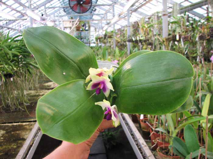 Phalaenopsis bellina.jpg