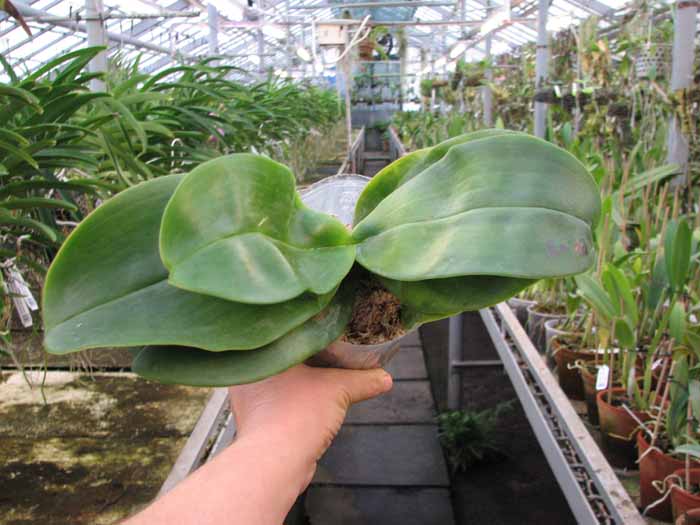 Phalaenopsis Ohl Flame 'Yung Ho' (Princess Kaulani x gigantea).jpg