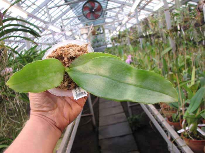 Phalaenopsis Red Jaguar (Phalaenopsis Hsu Li-Shian x Phalaenopsis gigantea).jpg