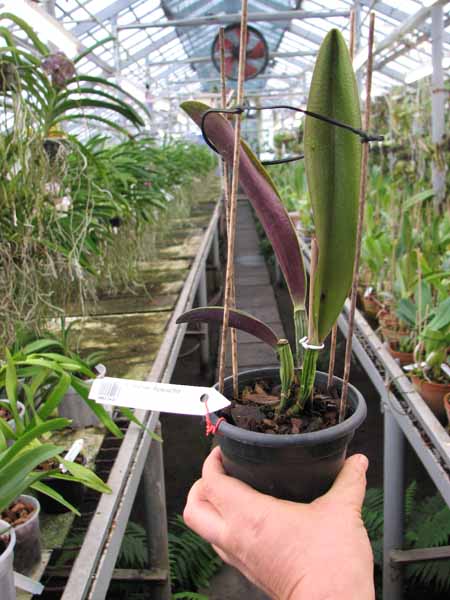 Cattleya rex var Ayacucho.jpg