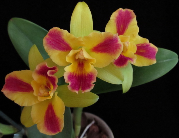 P. Burana Beauty5.jpg