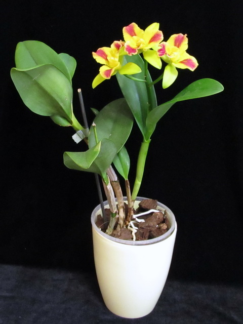 P. Burana Beauty9.jpg