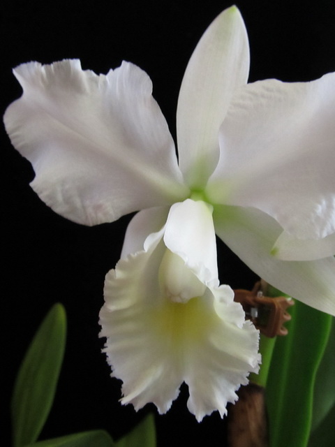 Lc. Marjorie Hausserman13.jpg