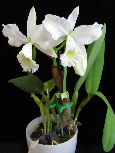 Lc. Marjorie Hausserman12.jpg