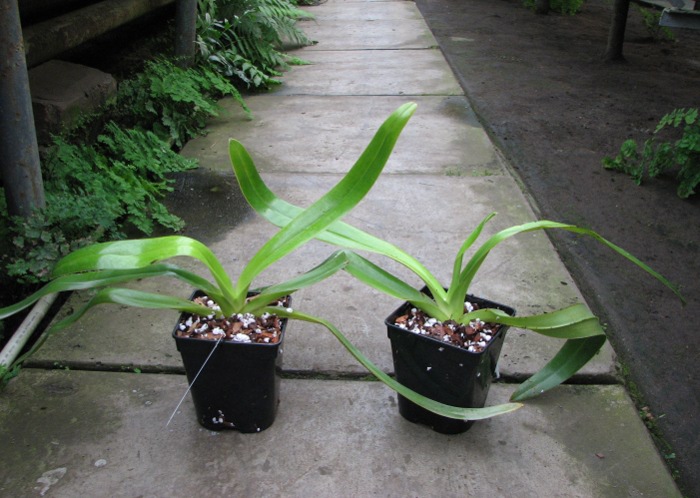 Paphiopedilum sanderianum.JPG
