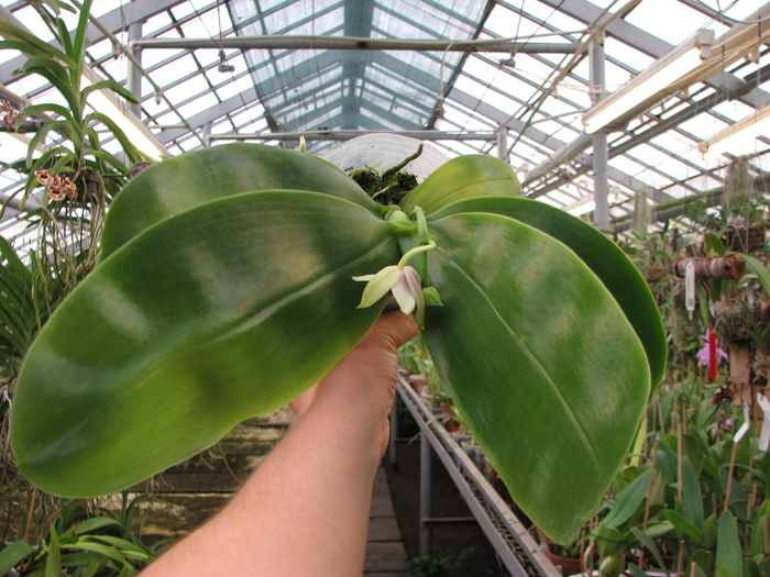 Phalaenopsis bellina.jpg