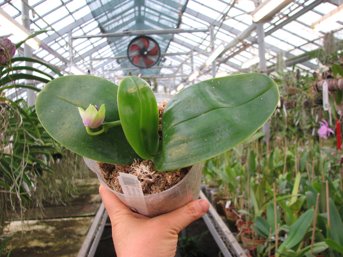 Phalaenopsis Samera 'Blue'.jpg