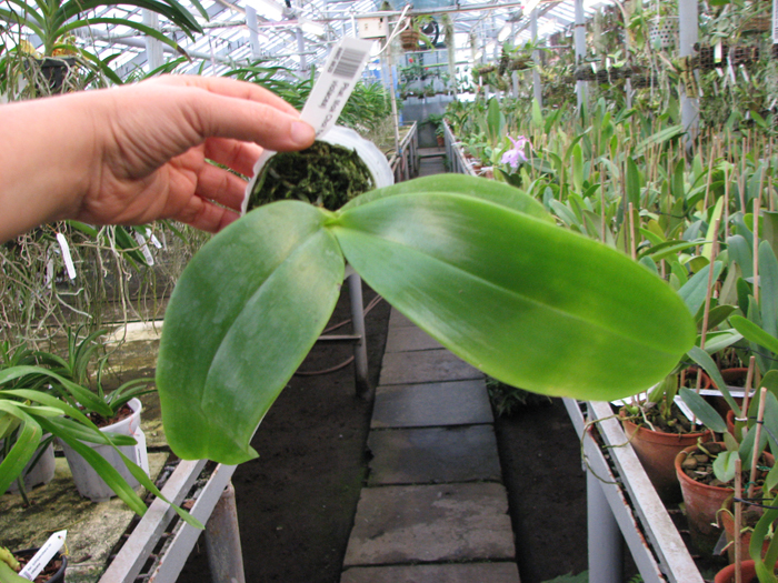 Phalaenopsis Mok Choi Yew (gigantea x violacea).jpg