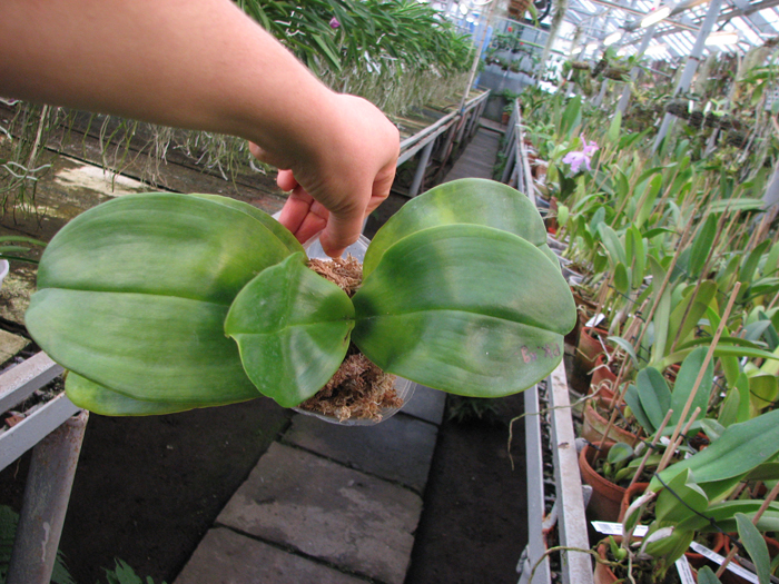 Phalaenopsis Ohl Flame 'Yung Ho' (Princess Kaulani x gigantea).jpg