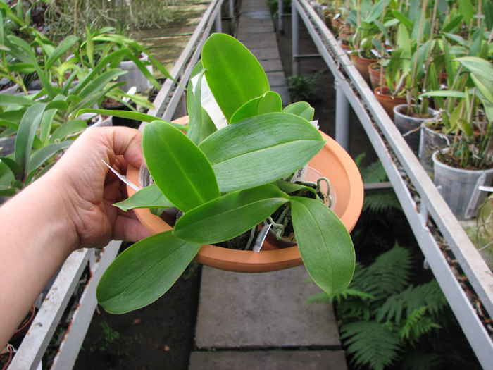 Phalaenopsis Orchid World.jpg