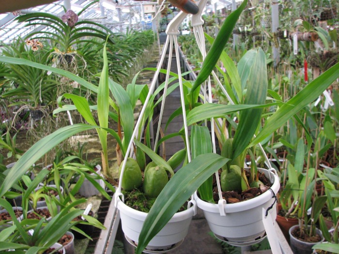 Coelogyne cristata.JPG