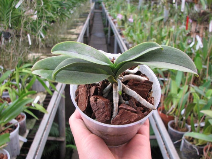 Doritaenopsis Meidarland Annaberry 'Meidarland'.JPG