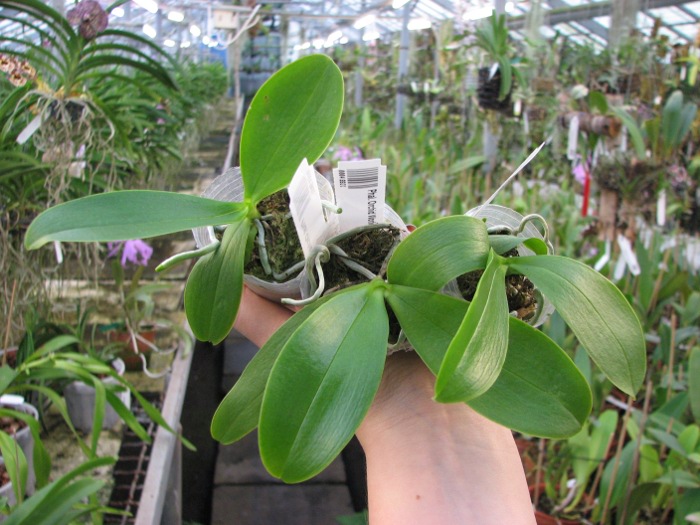 Phalaenopsis Orchid World.JPG