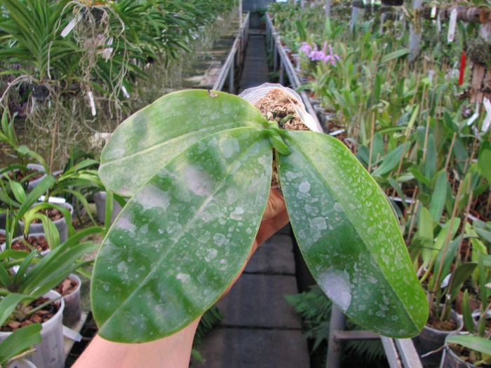 Phalaenopsis Samera 'Red'.JPG