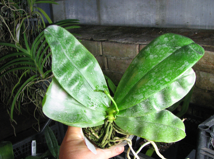 Phalaenopsis Samera 'Red'.jpg