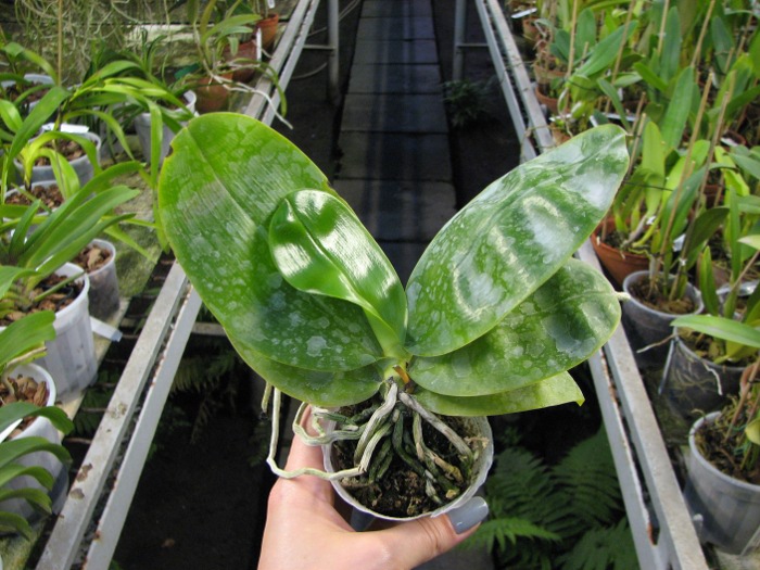Phalaenopsis Samera 'Red'.JPG