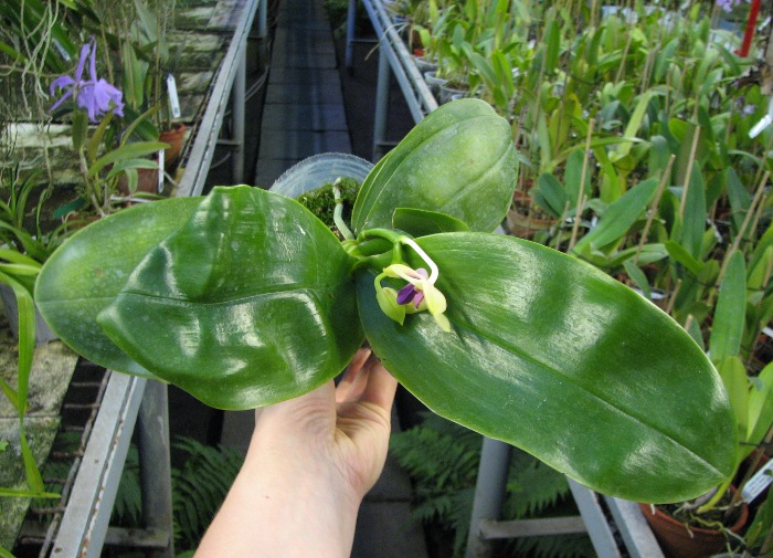 Phalaenopsis bellina.JPG