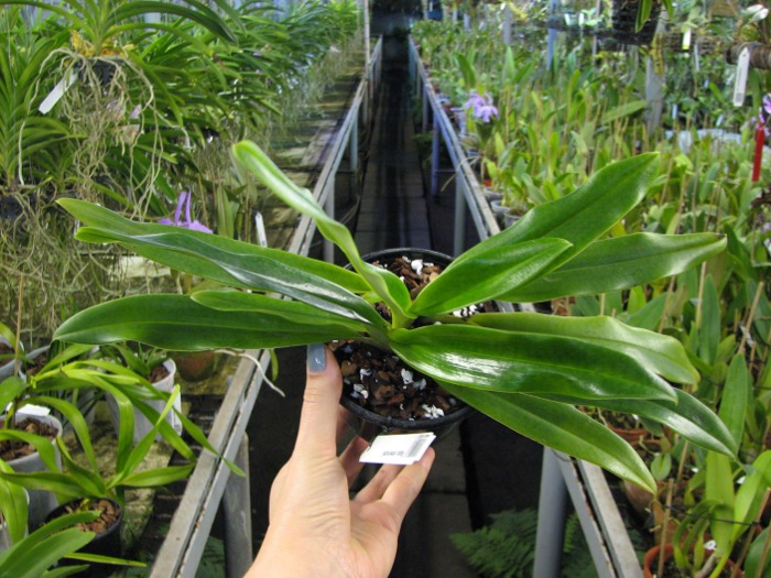 Paphiopedilum emersonii.JPG
